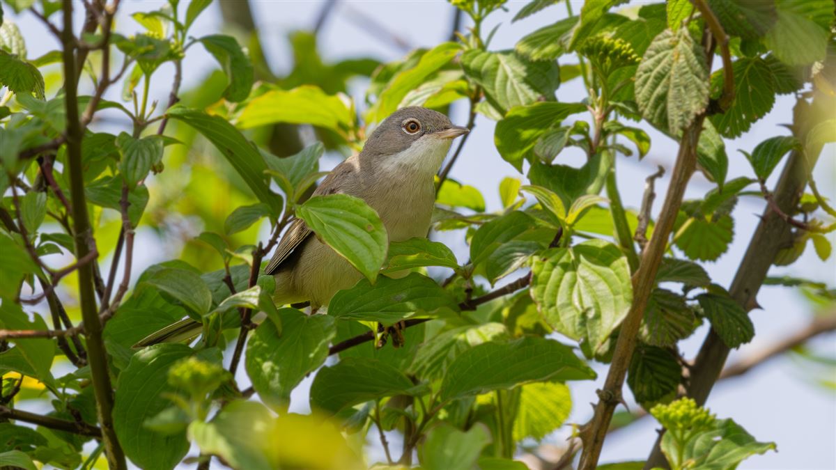 Common Whitethroat