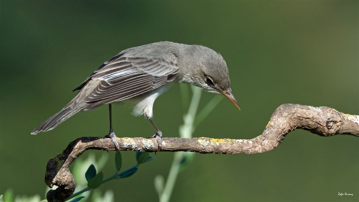 Zeytin mukallidi