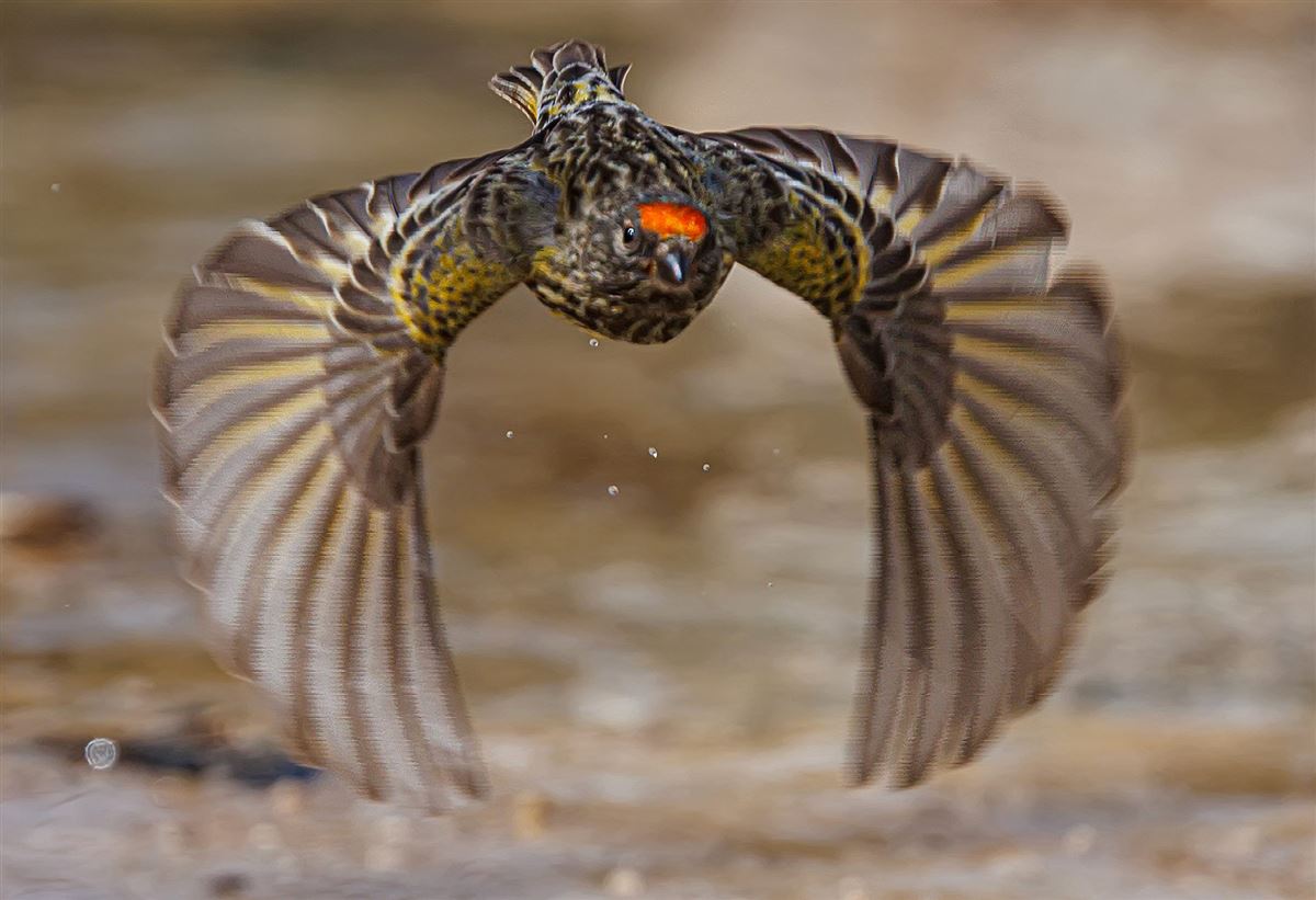 Red-fronted Serin