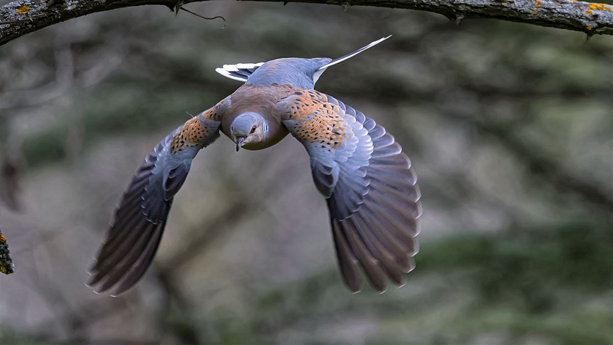European Turtle Dove