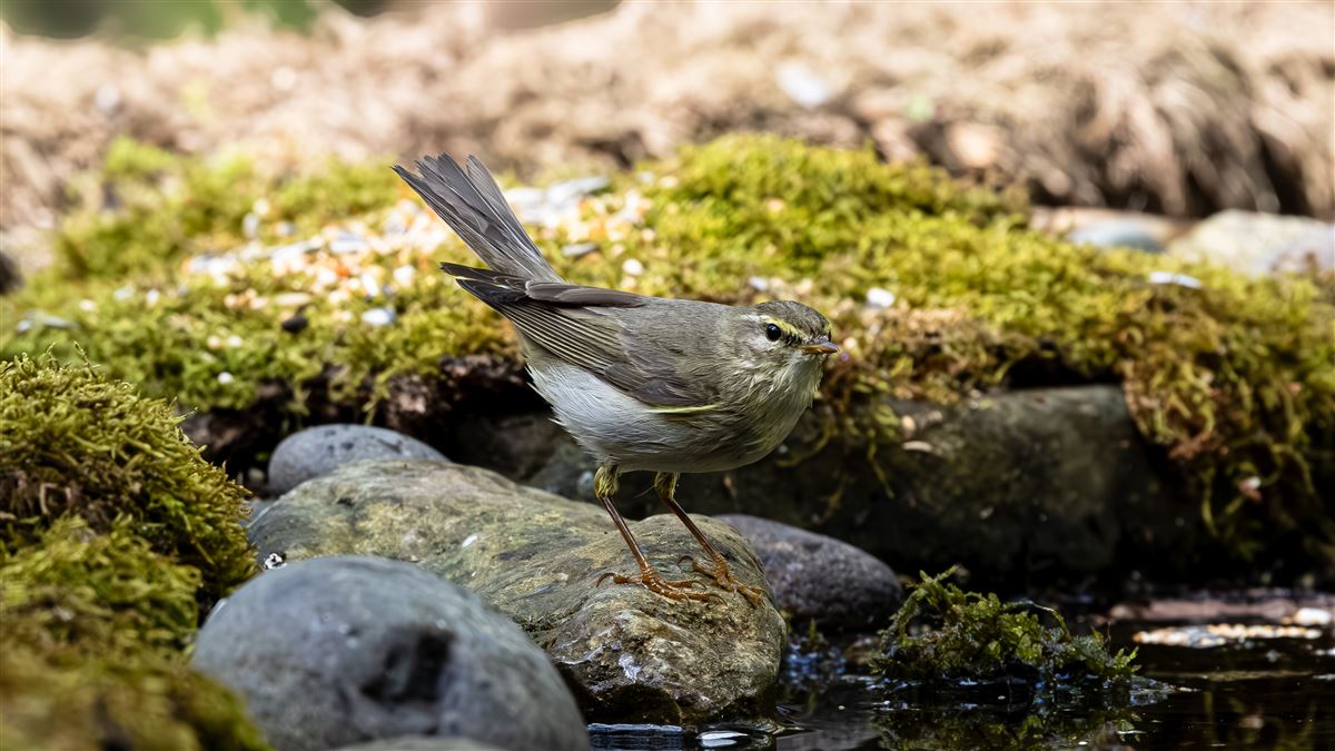 Willow Warbler