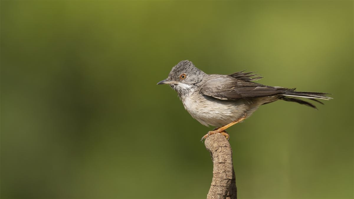Rüppell`s Warbler