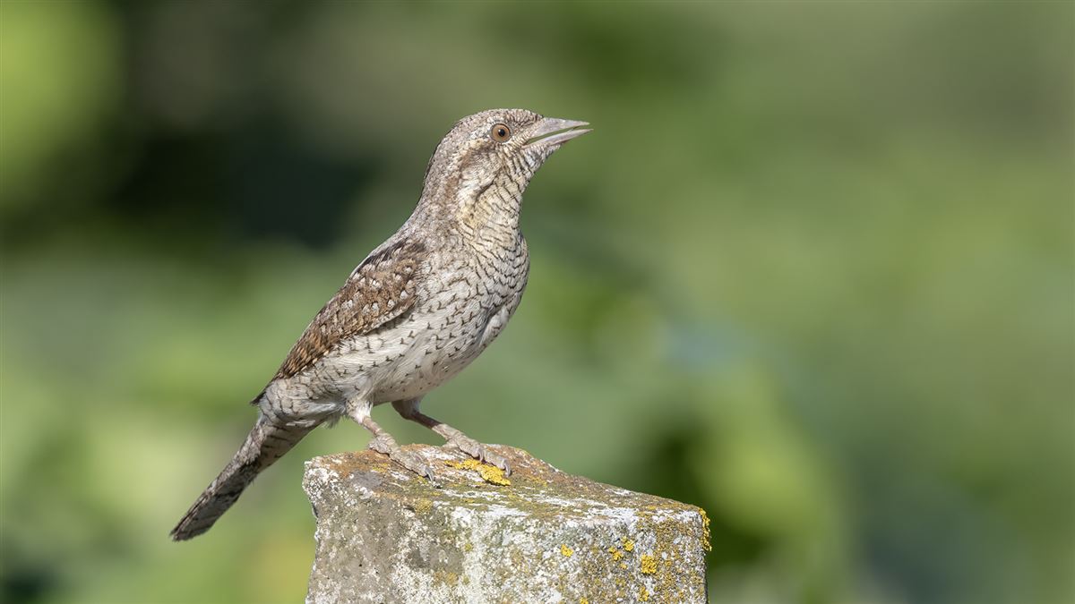 Eurasian Wryneck