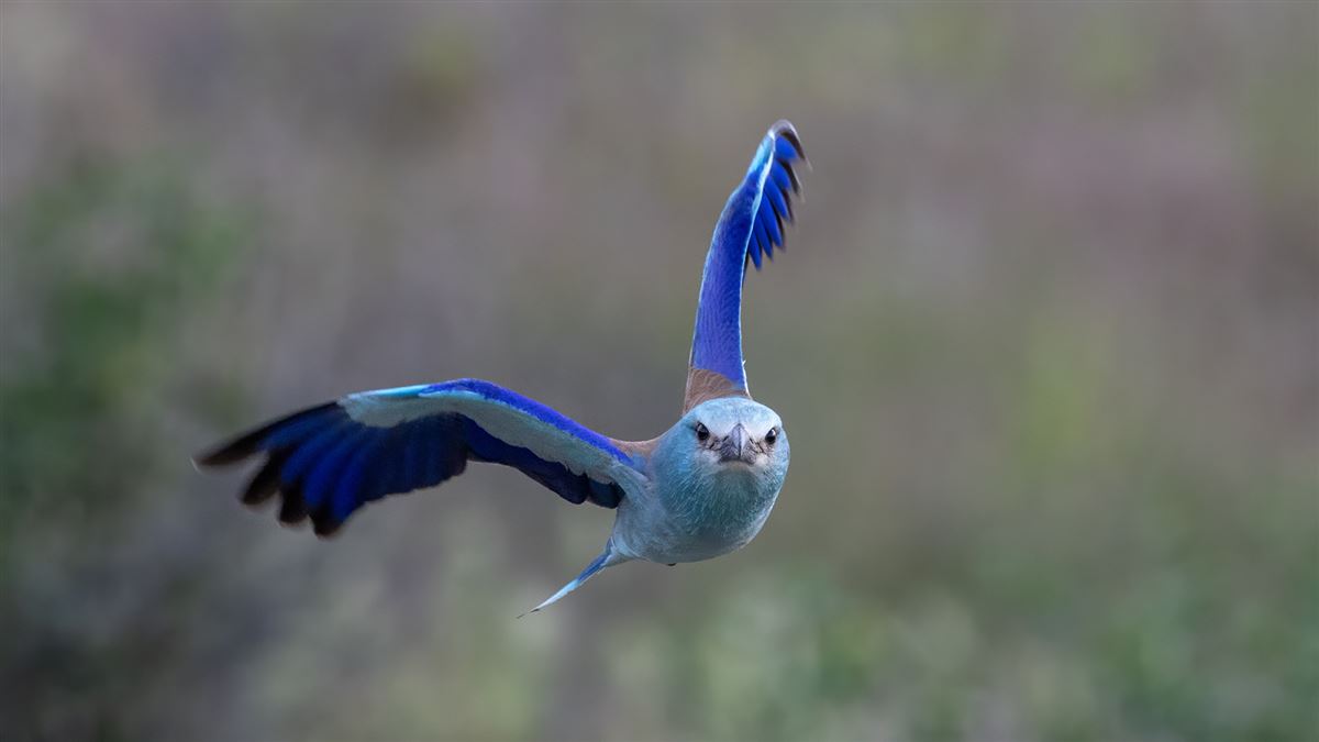 European Roller