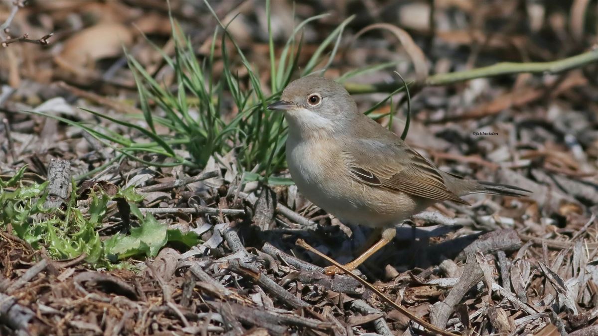 Subalpine Warbler