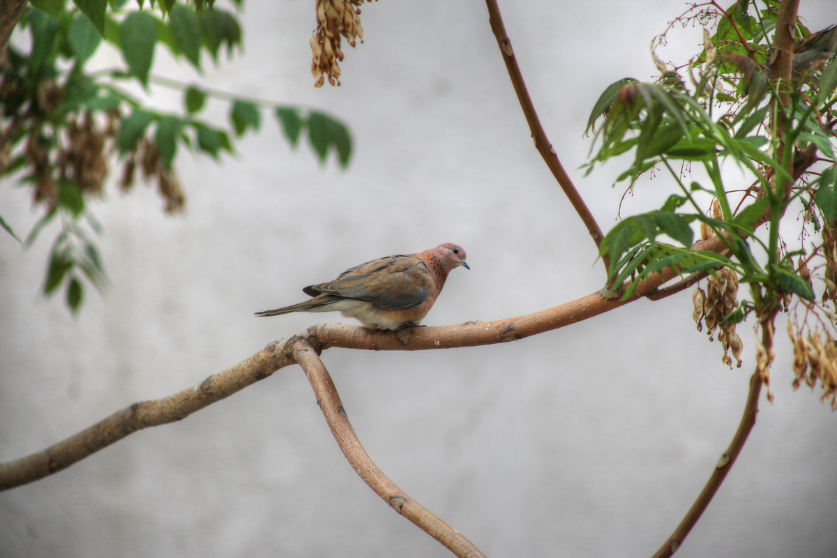 Laughing Dove