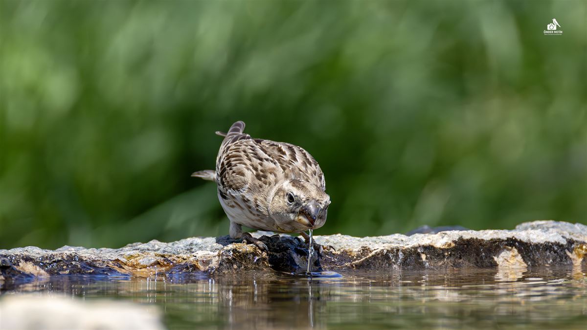 Rock Sparrow