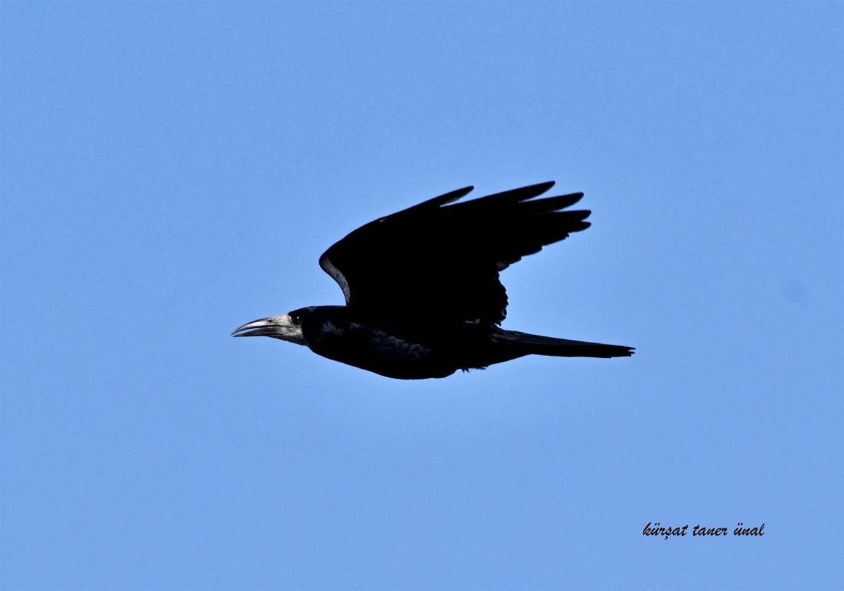 Rook