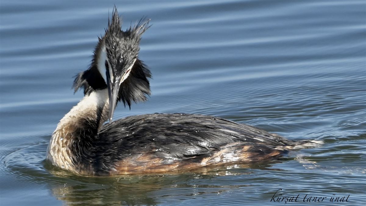 Great Crested Grebe