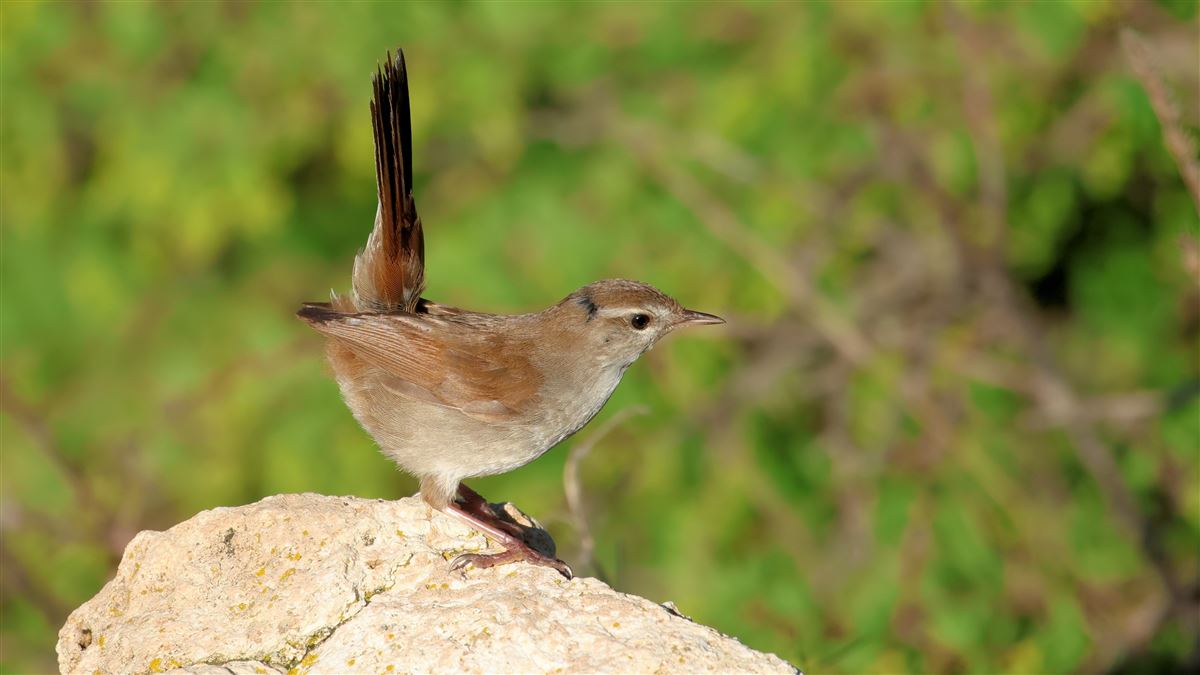 Cetti`s Warbler