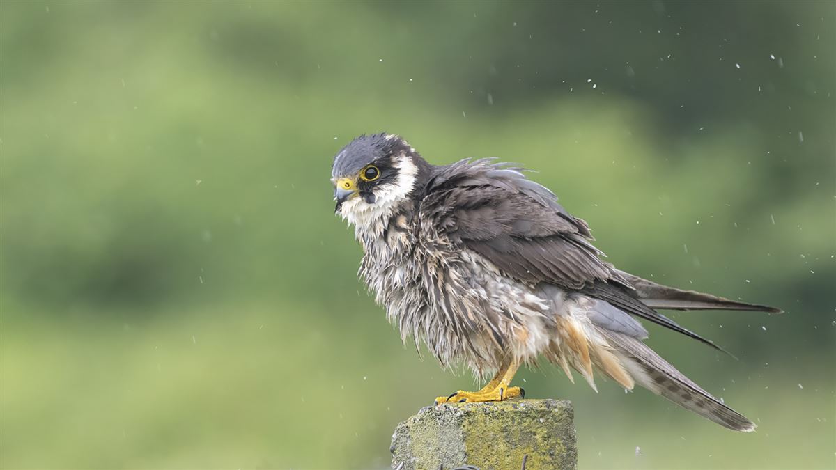 Eurasian Hobby