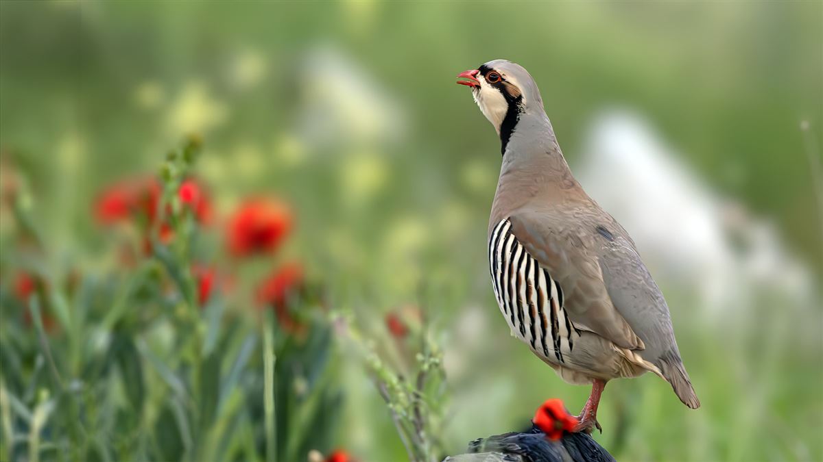 Chukar Partridge