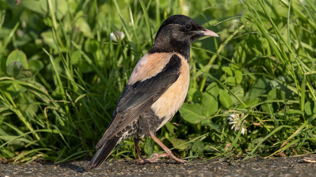 Rosy Starling