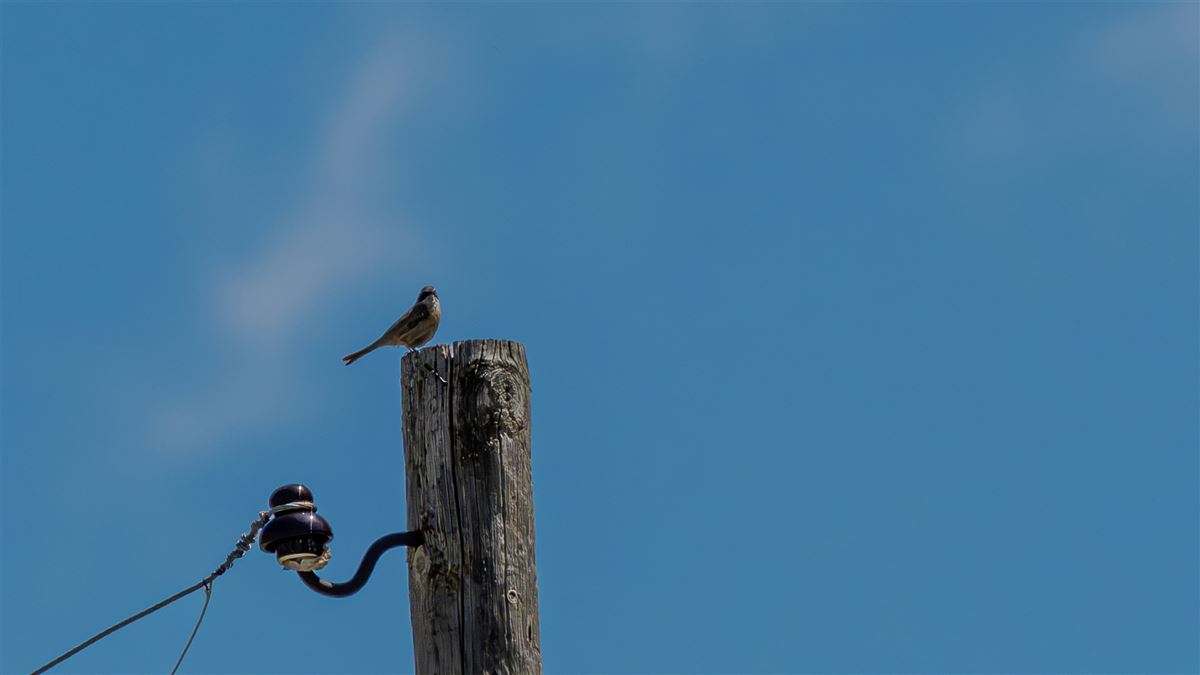 Radde`s Accentor