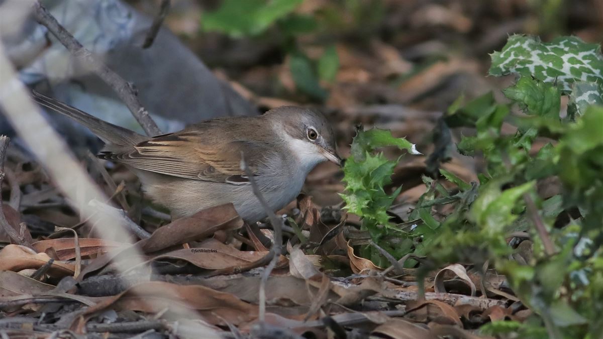 Common Whitethroat