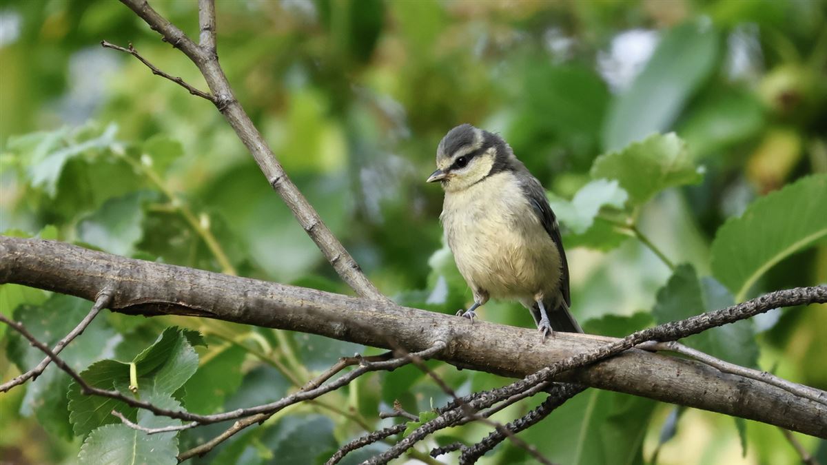 Eurasian Blue Tit