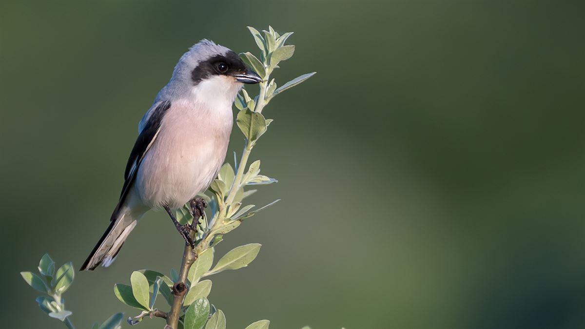 Lesser Grey Shrike