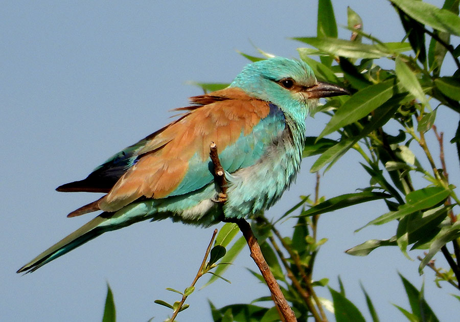 European Roller