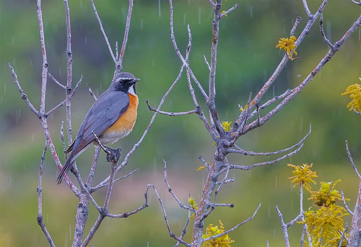White-throated Robin