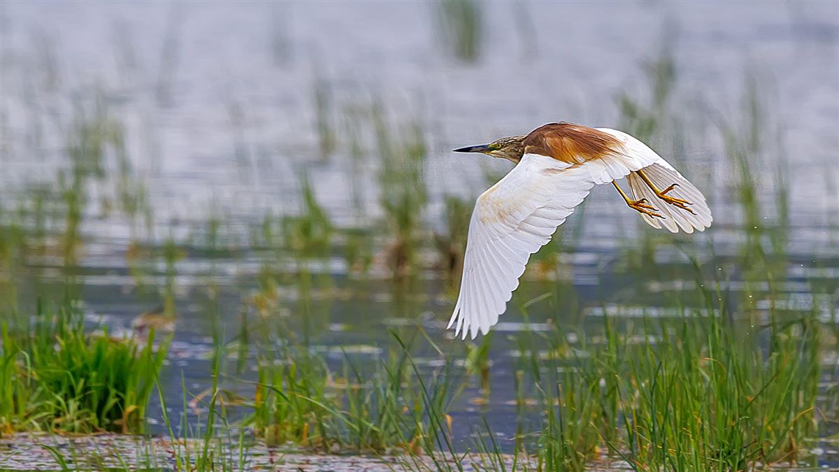 Squacco Heron