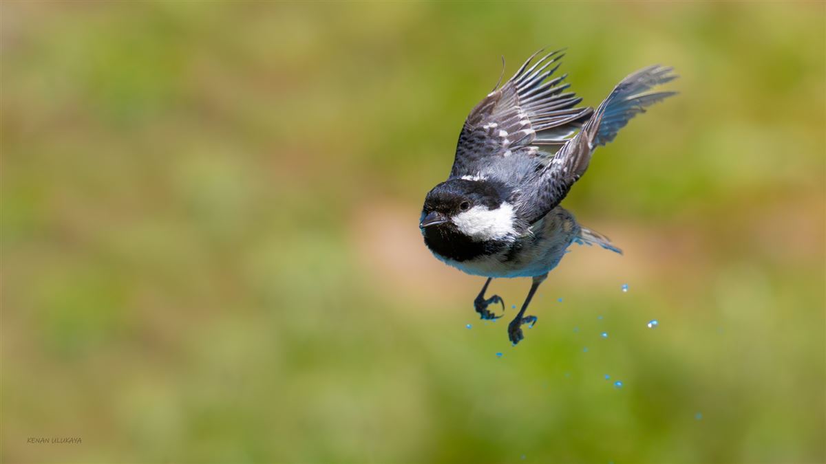 Coal Tit