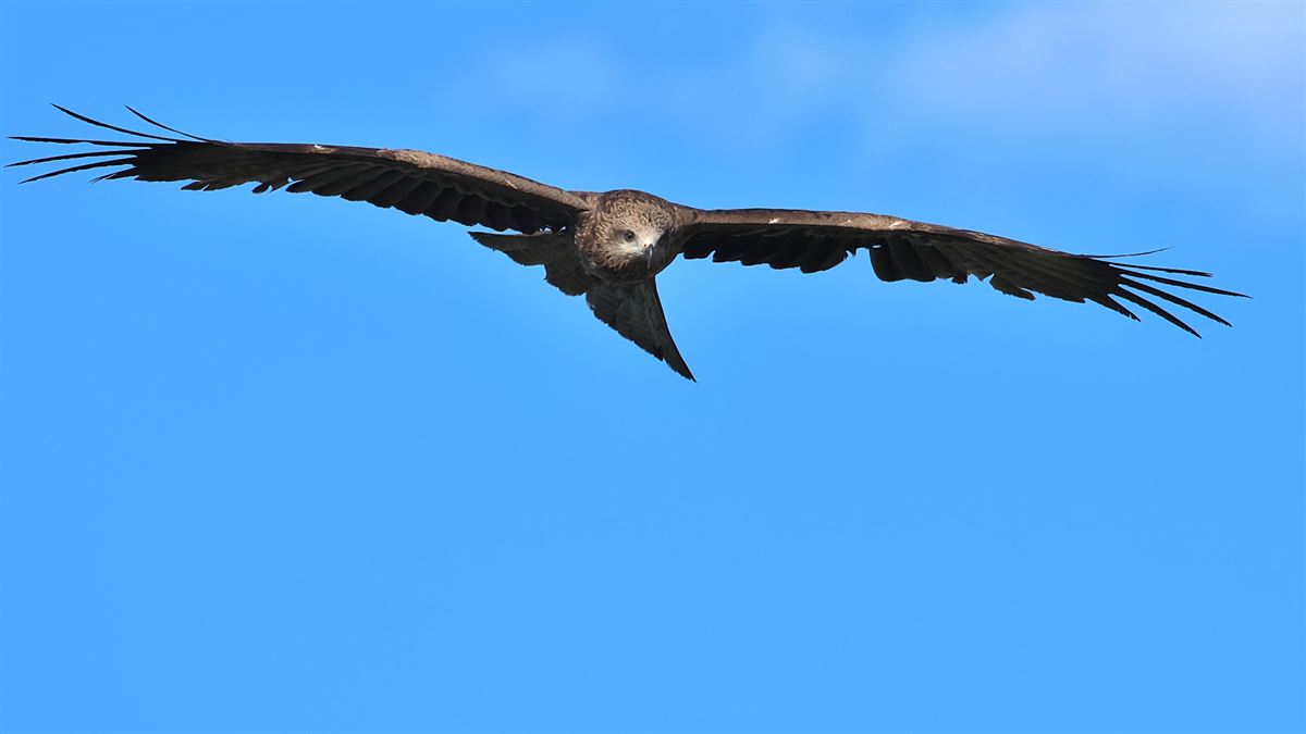 Black Kite