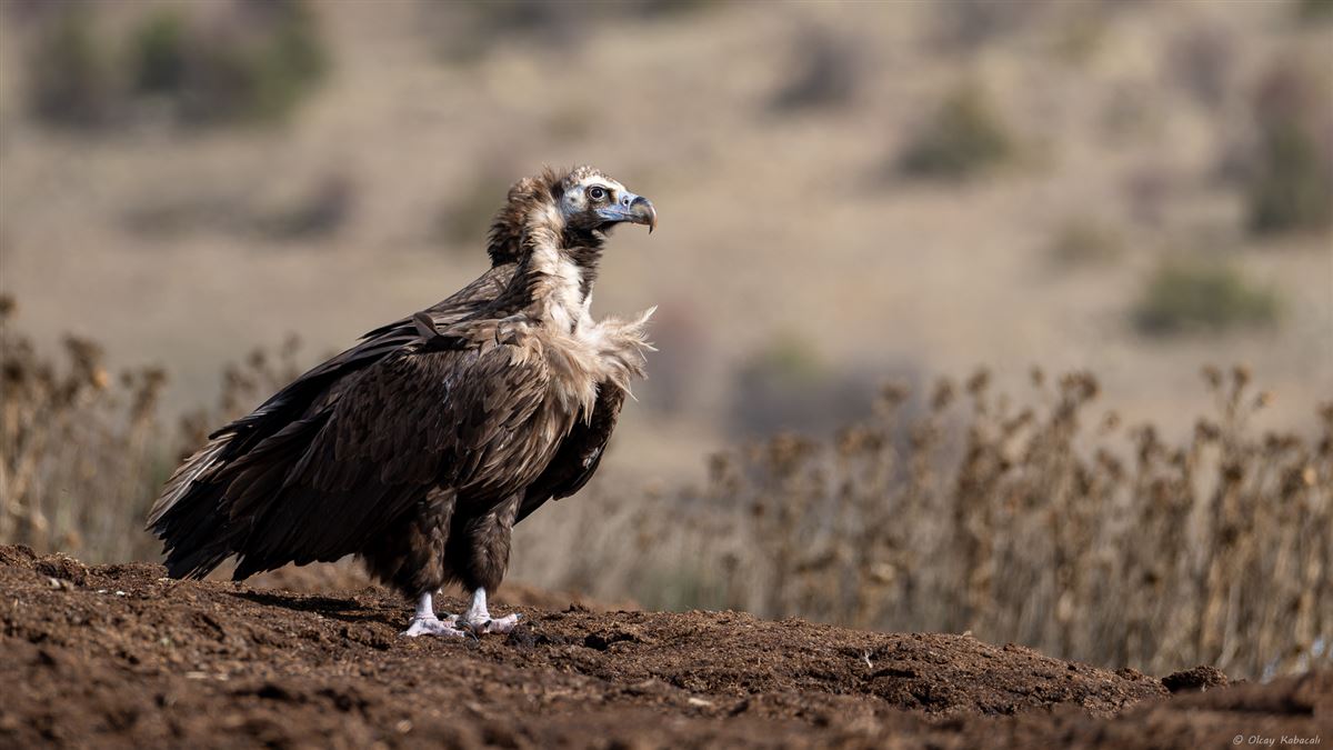 Cinereous Vulture