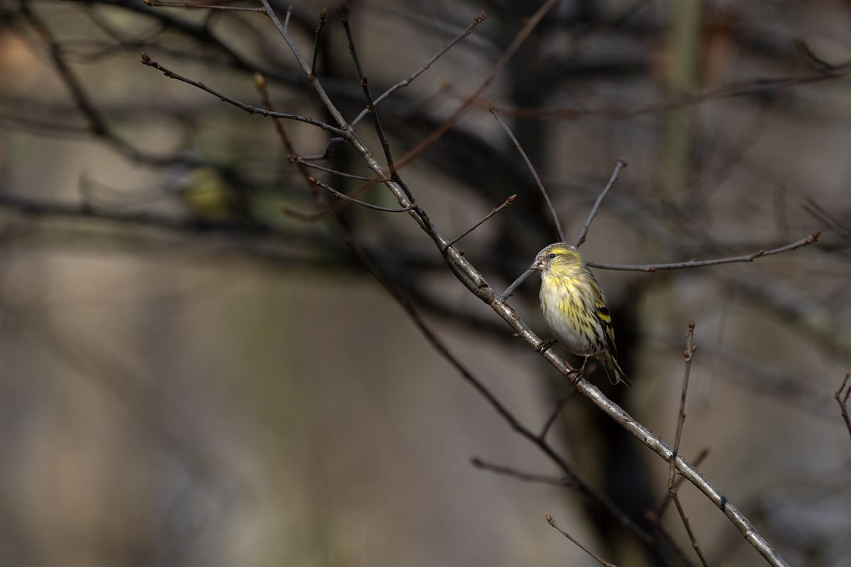 Eurasian Siskin