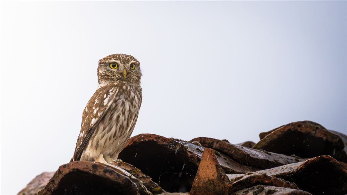 Little Owl