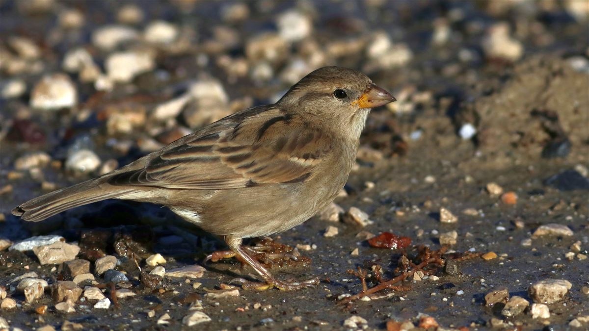House Sparrow