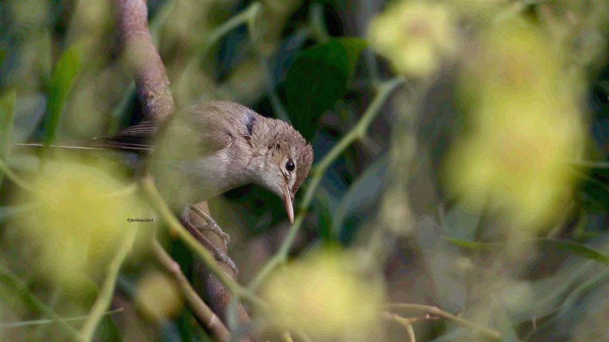 Eastern Olivaceous Warbler