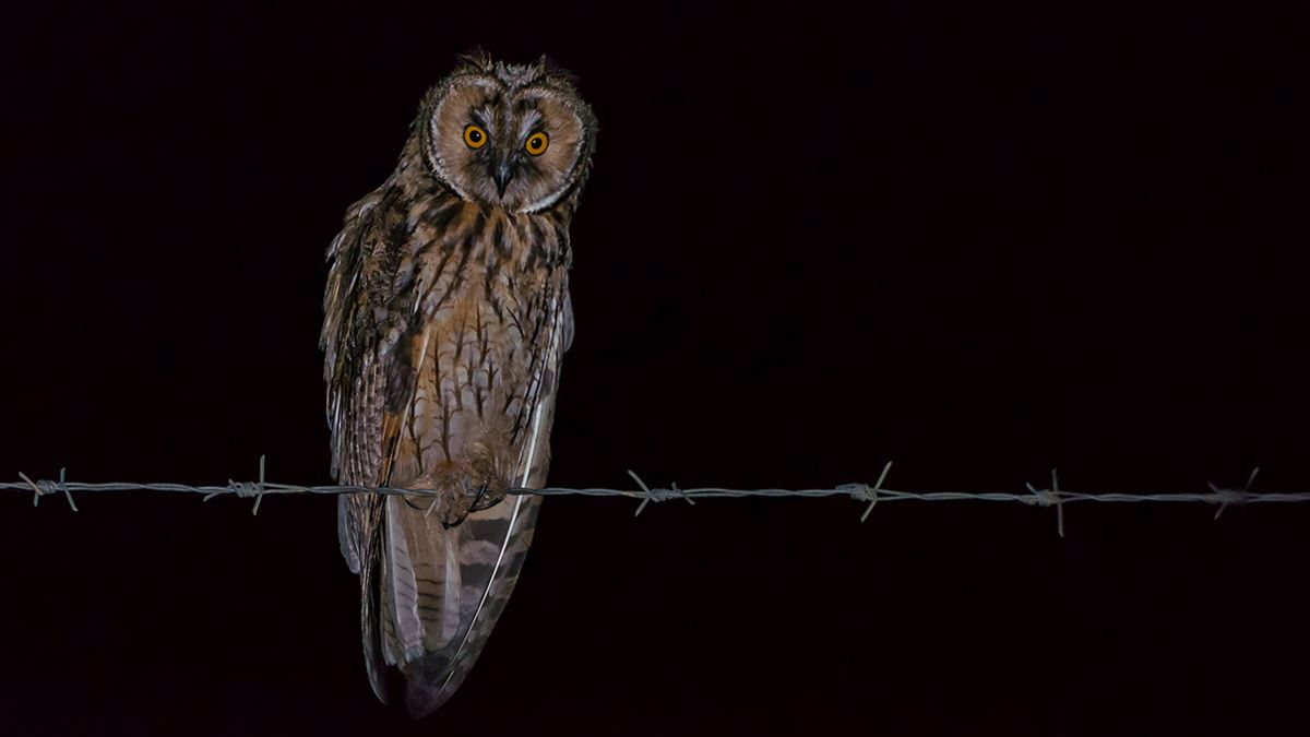 Long-eared Owl