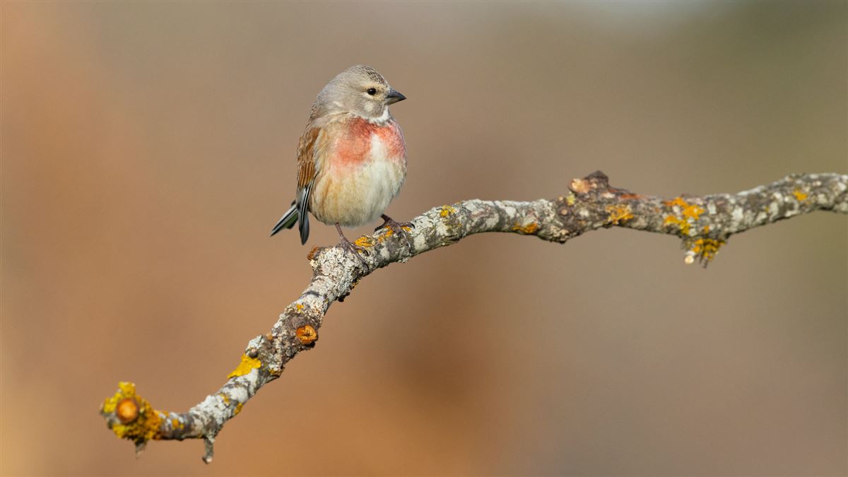 Common Linnet