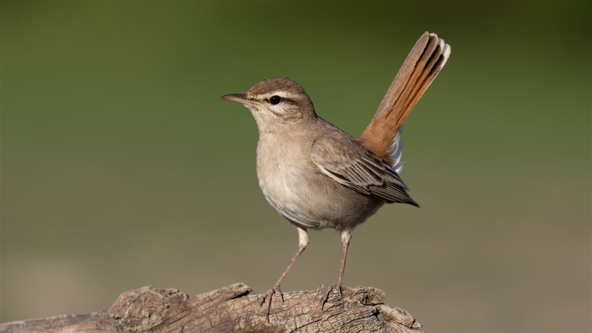 Rufous-tailed Scrub Robin