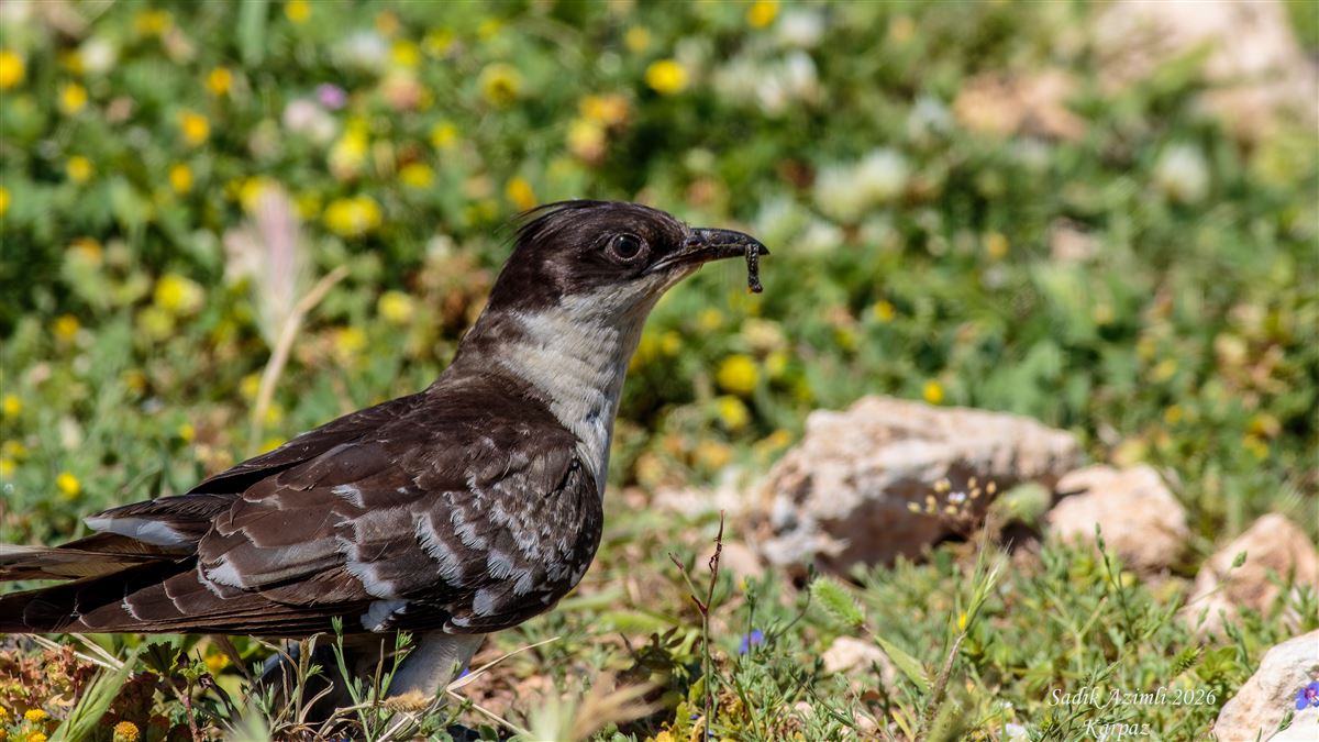 Great Spotted Cuckoo