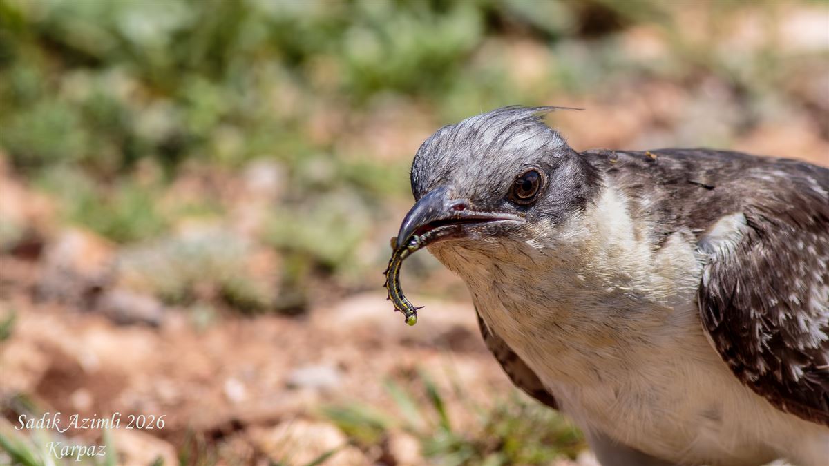 Great Spotted Cuckoo