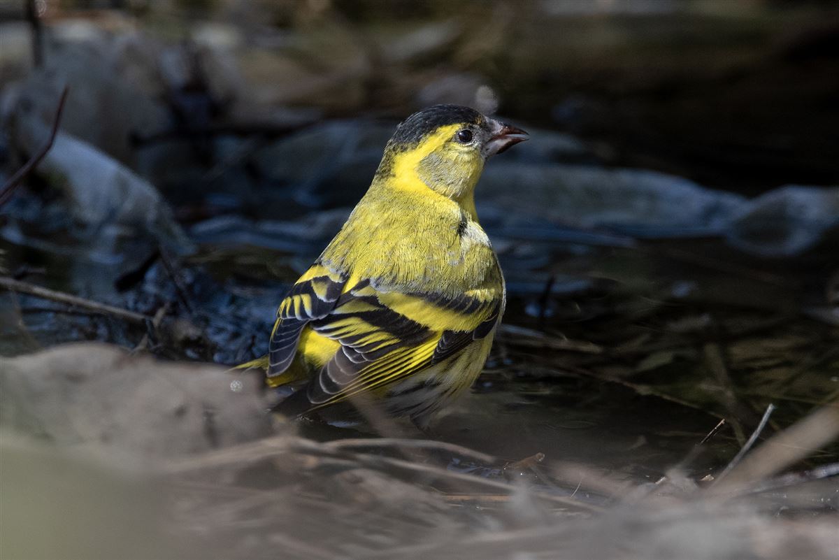 Eurasian Siskin