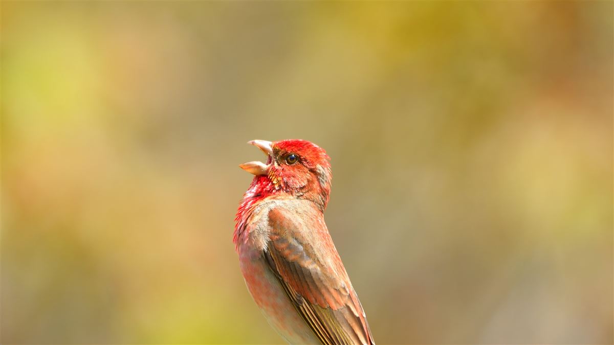 Common Rosefinch
