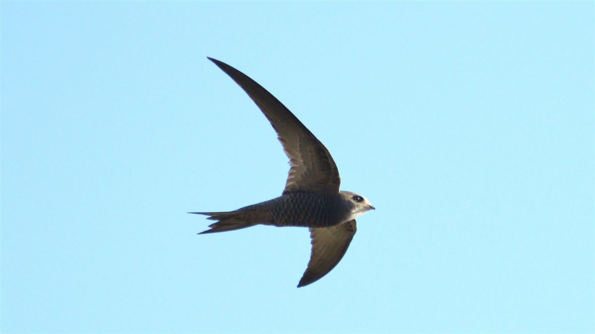 Pallid Swift