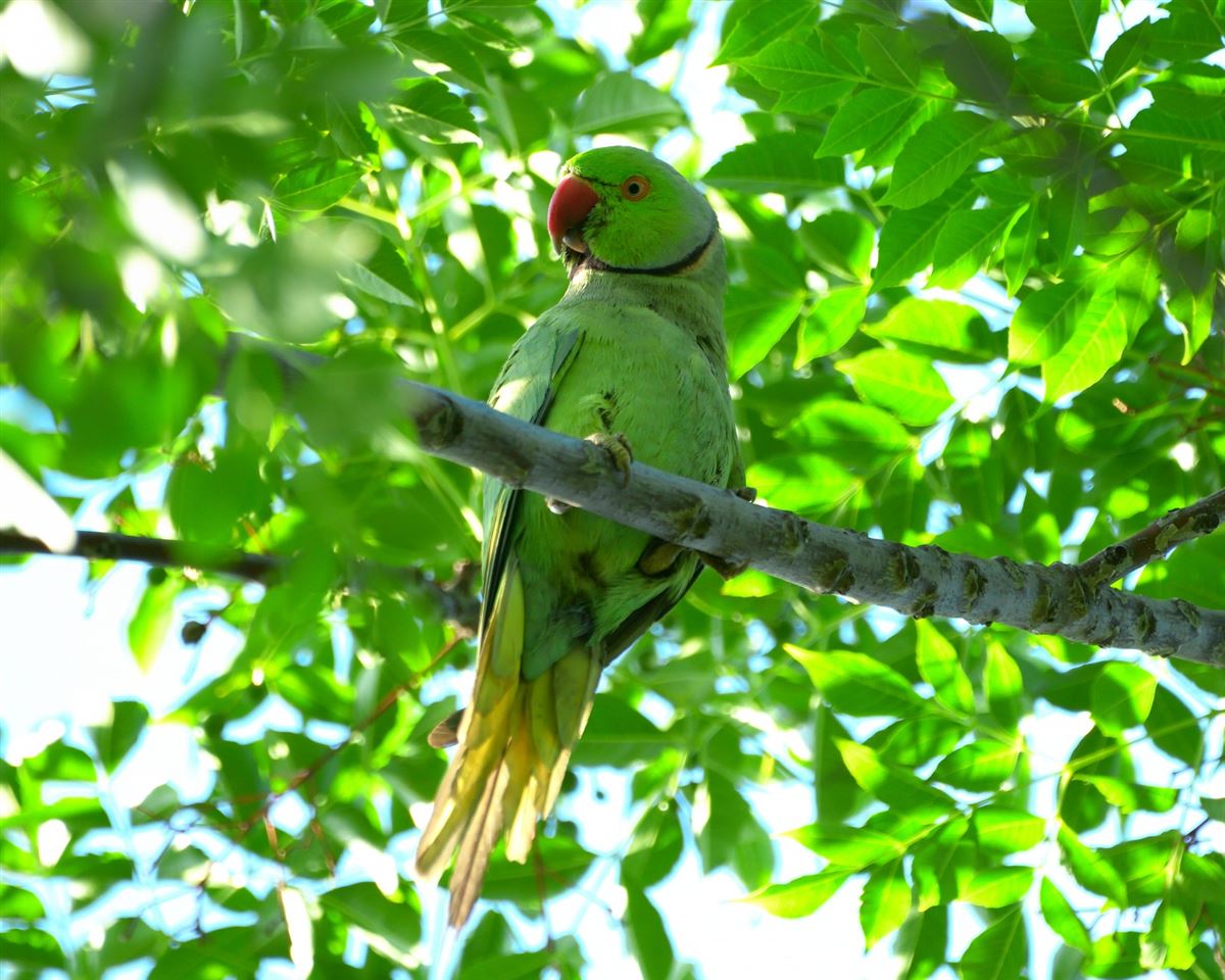 Rose-ringed Parakeet