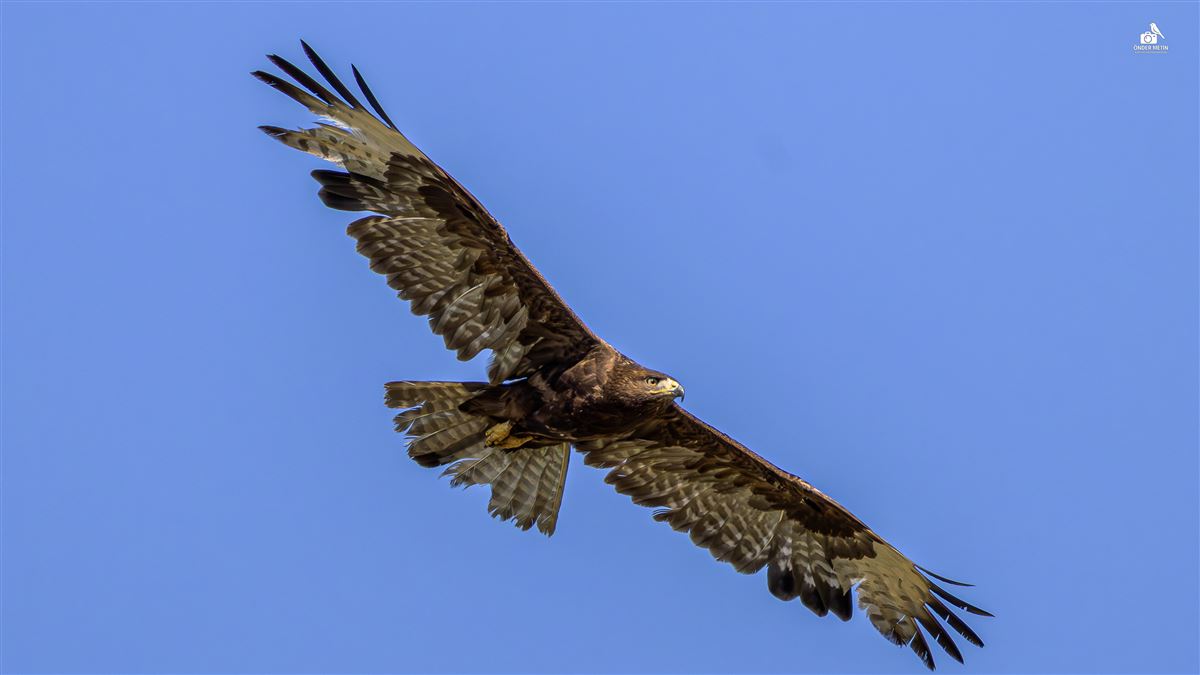Kızıl şahin