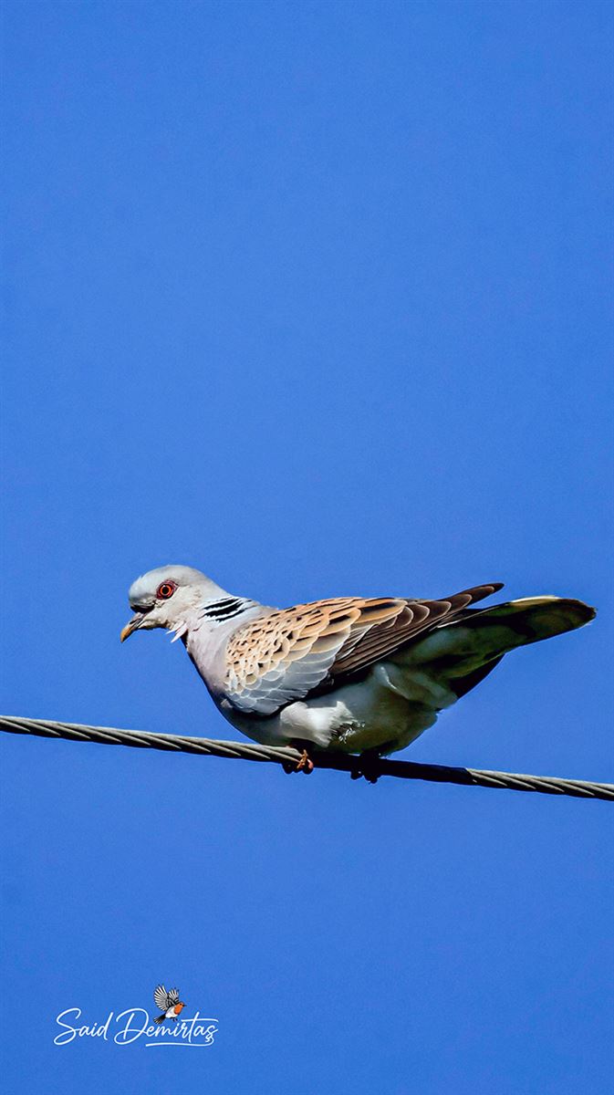 European Turtle Dove