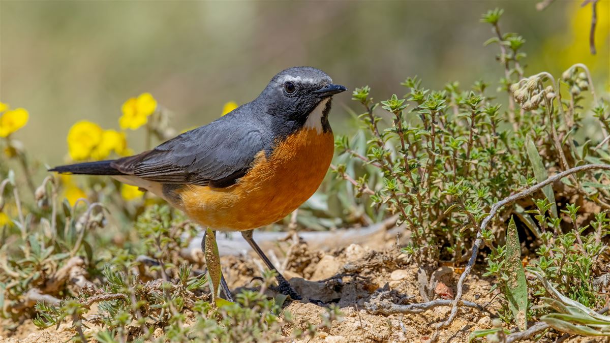 White-throated Robin