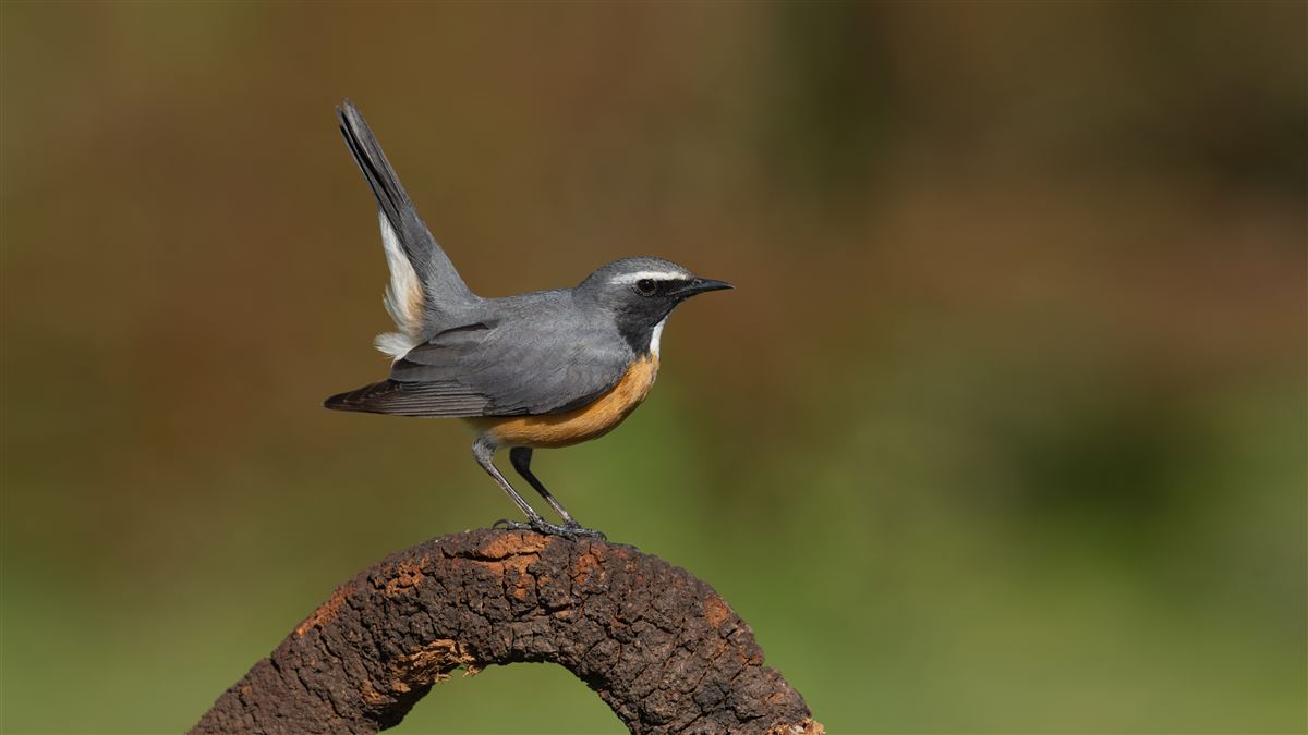 White-throated Robin