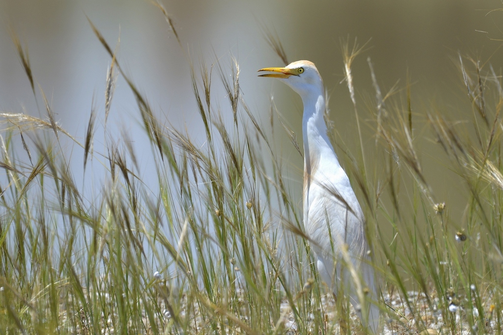 Western Cattle Egret
