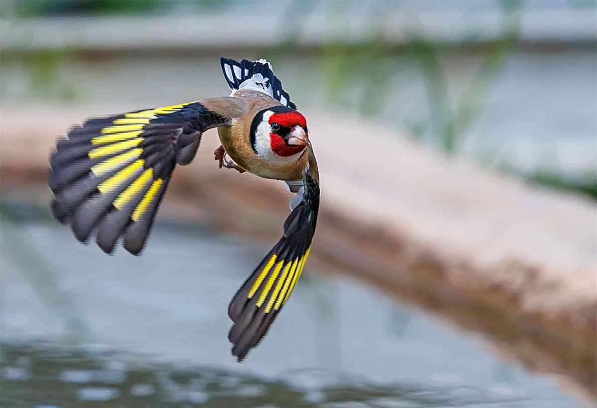 European Goldfinch