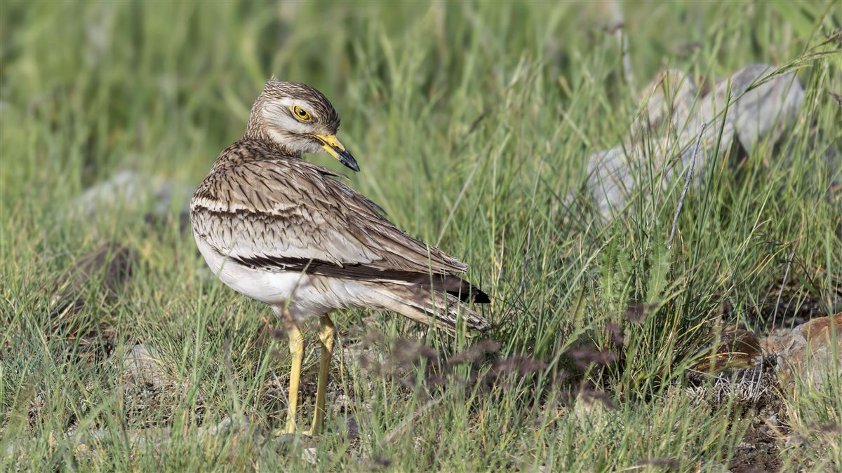Eurasian Stone-curlew