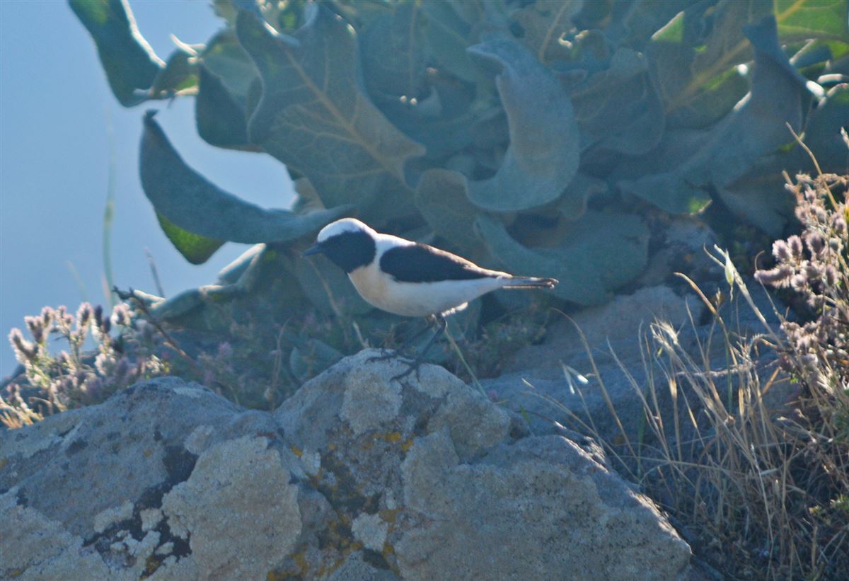 Black-eared Wheatear