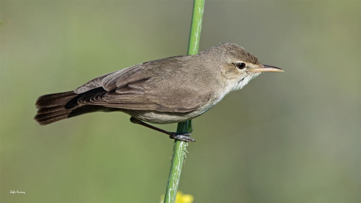 Eastern Olivaceous Warbler