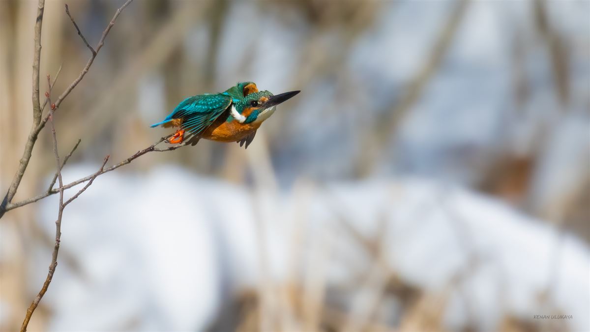 Common Kingfisher
